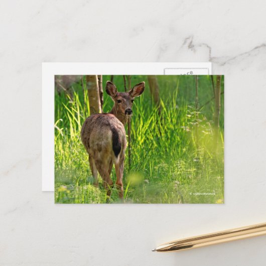 Carte Postale Cerf à queue noire dans la forêt (Devant/Arrière en situation)