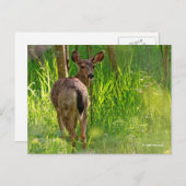 Carte Postale Cerf à queue noire dans la forêt (Devant / Derrière)