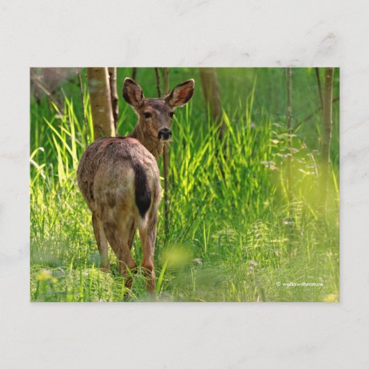 Carte Postale Cerf à queue noire dans la forêt (Devant)