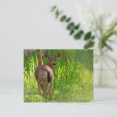 Carte Postale Cerf à queue noire dans la forêt (Debout devant)