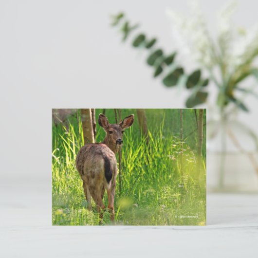 Carte Postale Cerf à queue noire dans la forêt (Debout devant)