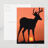 Carte Postale Cerf à queue noire ou Cerf mulet | Parc national O (Devant / Derrière)