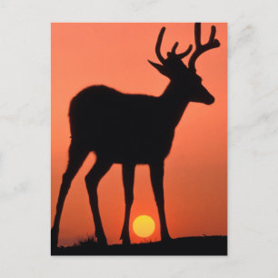 Carte Postale Cerf à queue noire ou Cerf mulet Parc national O