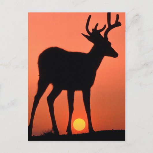 Carte Postale Cerf à queue noire ou Cerf mulet | Parc national O (Devant)