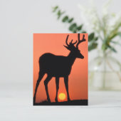 Carte Postale Cerf à queue noire ou Cerf mulet | Parc national O (Debout devant)