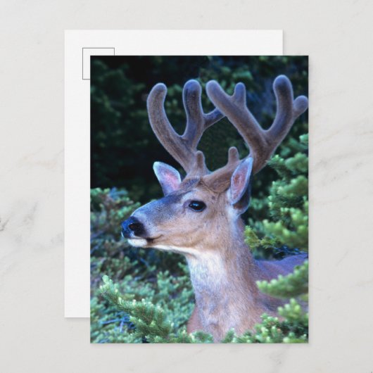 Carte Postale Cerf à queue noire | Parc national olympique (Devant / Derrière)