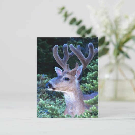 Carte Postale Cerf à queue noire | Parc national olympique (Debout devant)