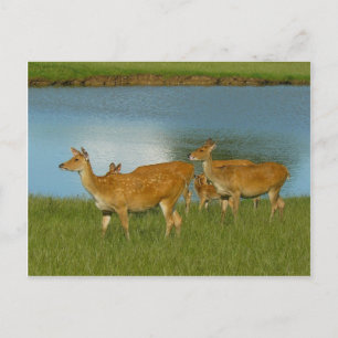 Carte Postale Cerf Animal Nature Paix Amour Destinée Amusement A