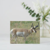Carte Postale Cerf antilope A12 (Debout devant)