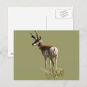 Carte Postale Cerf antilope A43 (Devant / Derrière)