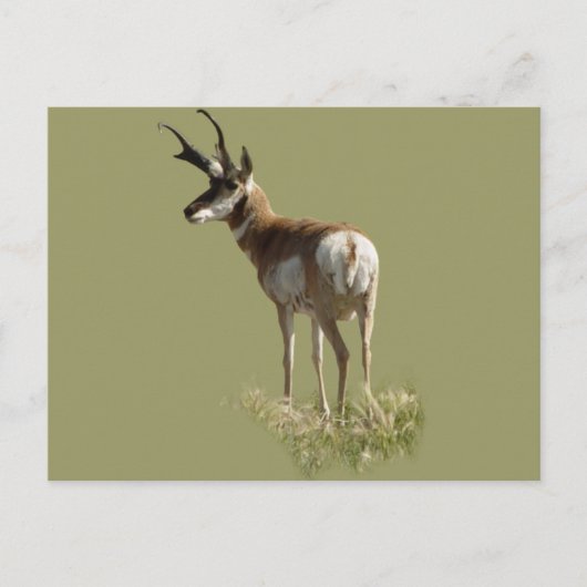 Carte Postale Cerf antilope A43 (Devant)