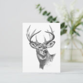 Carte Postale cerf blanc 84 (Debout devant)