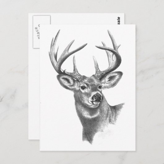 Carte Postale cerf blanc 84 (Devant / Derrière)