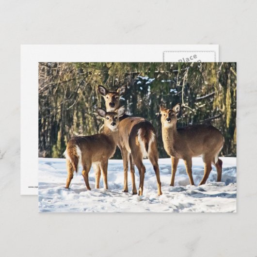 Carte Postale Cerf blanc en neige (Devant / Derrière)