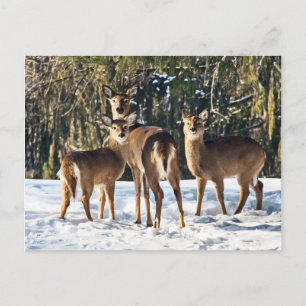 Carte Postale Cerf blanc en neige