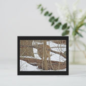 Carte Postale Cerf Blanc En Neige (Debout devant)