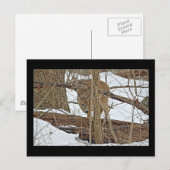 Carte Postale Cerf Blanc En Neige (Devant / Derrière)