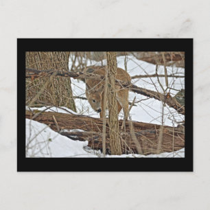 Carte Postale Cerf Blanc En Neige