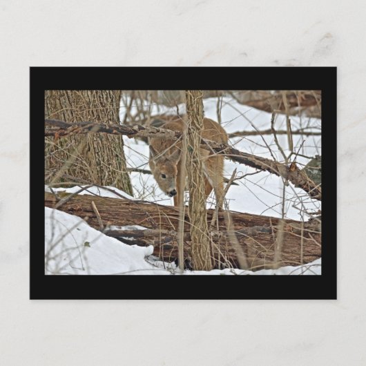 Carte Postale Cerf Blanc En Neige (Devant)