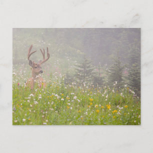 Carte Postale Cerf Buck Parc national du mont Rainier