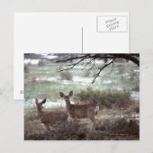 Carte Postale Cerf courant (Devant / Derrière)