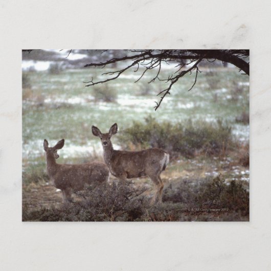 Carte Postale Cerf courant (Devant)