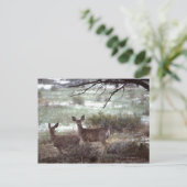 Carte Postale Cerf courant (Debout devant)
