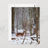 Carte Postale Cerf dans la chute de neige (Devant / Derrière)