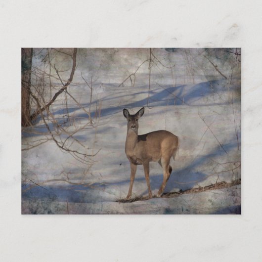Carte Postale Cerf dans la neige (Devant)