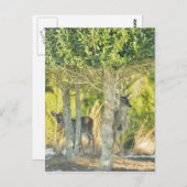 Carte Postale Cerf dans la neige (Devant / Derrière)