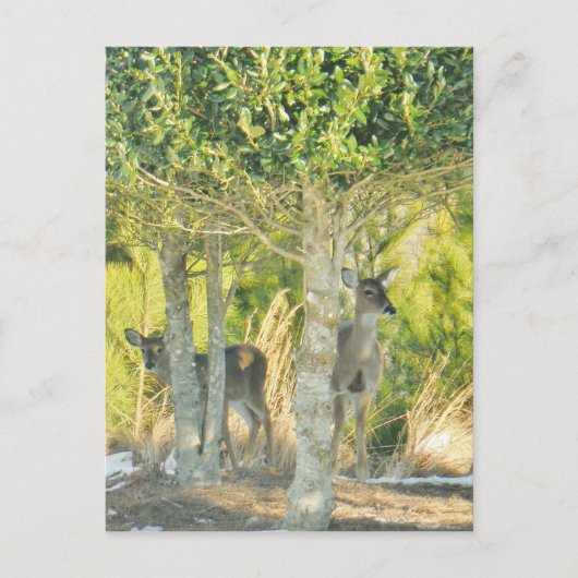 Carte Postale Cerf dans la neige (Devant)