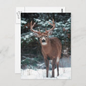 Carte postale Cerf dans la neige (Devant / Derrière)