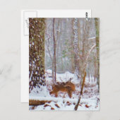 Carte Postale Cerf dans la neige, se léchant la jambe (Devant / Derrière)