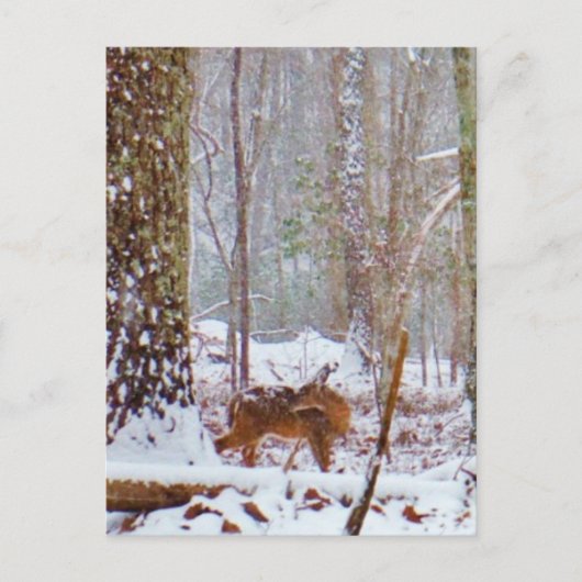Carte Postale Cerf dans la neige, se léchant la jambe (Devant)