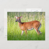 Carte Postale Cerf Dans L'Herbe Haute (Devant / Derrière)
