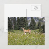 Carte Postale Cerf dans Paradise Park (Devant / Derrière)