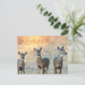Carte Postale Cerf dans un champ (Debout devant)