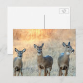 Carte Postale Cerf dans un champ (Devant / Derrière)