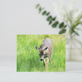 Carte Postale Cerf dans un champ ouvert (Debout devant)