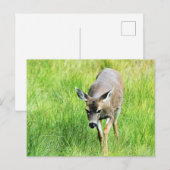 Carte Postale Cerf dans un champ ouvert (Devant / Derrière)