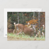 Carte Postale Cerf d'automne dans le lac Arrowhead (Devant / Derrière)