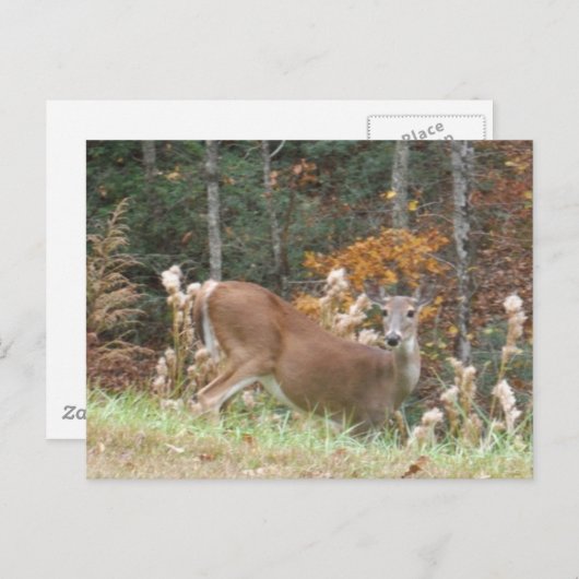 Carte Postale Cerf d'automne dans le lac Arrowhead (Devant / Derrière)