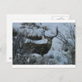 Carte Postale Cerf de 4X4 Mule (Devant / Derrière)