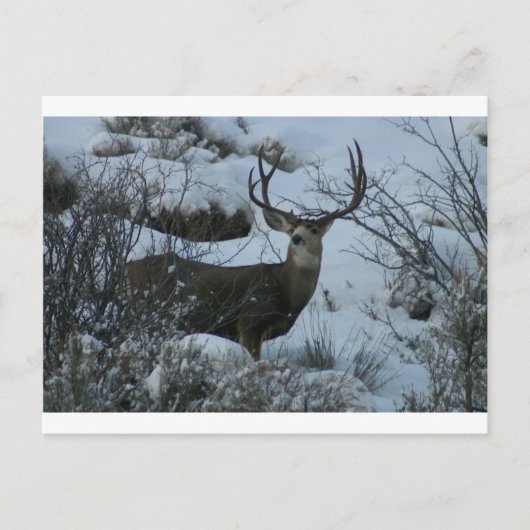 Carte Postale Cerf de 4X4 Mule (Devant)