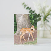 Carte Postale Cerf de bébé (Debout devant)