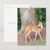 Carte Postale Cerf de bébé (Devant / Derrière)