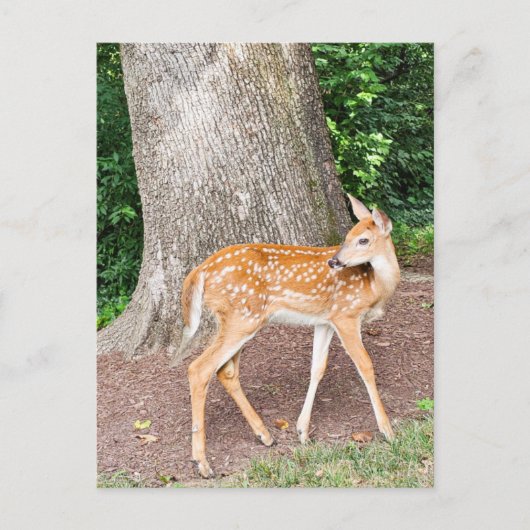 Carte Postale Cerf de bébé (Devant)