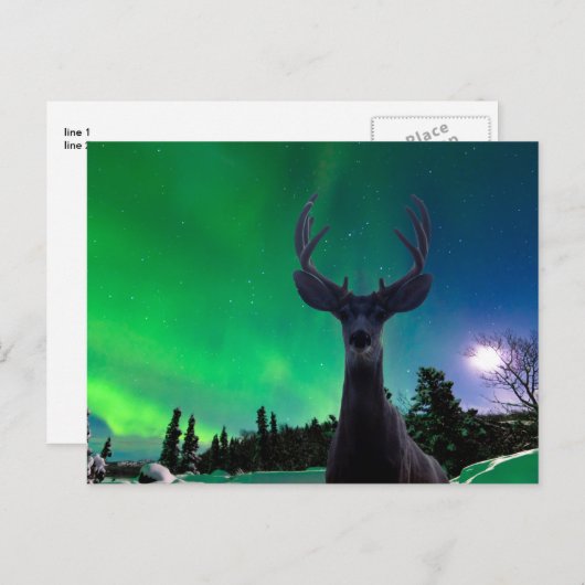 Carte Postale Cerf de Mule et Aurora borealis (Devant / Derrière)