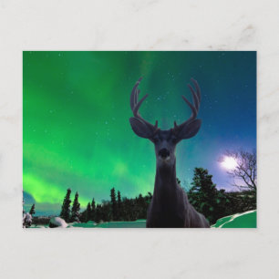 Carte Postale Cerf de Mule et Aurora borealis