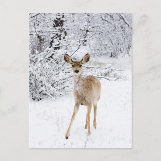 Carte Postale Cerf de neige (Devant)